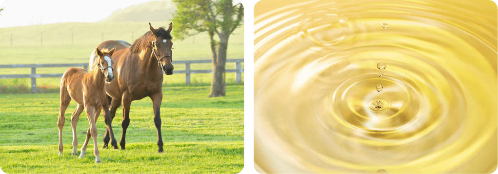 馬プラセンタを日本で初めて製品化